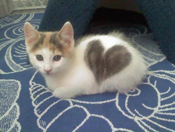 a cute cat for you